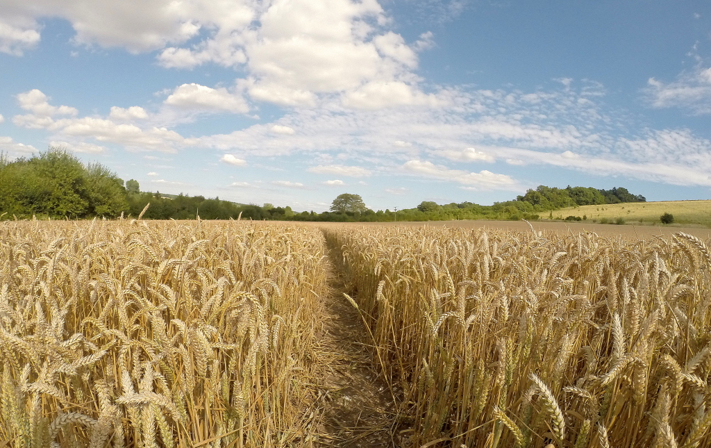 england, wiltshire, countryside