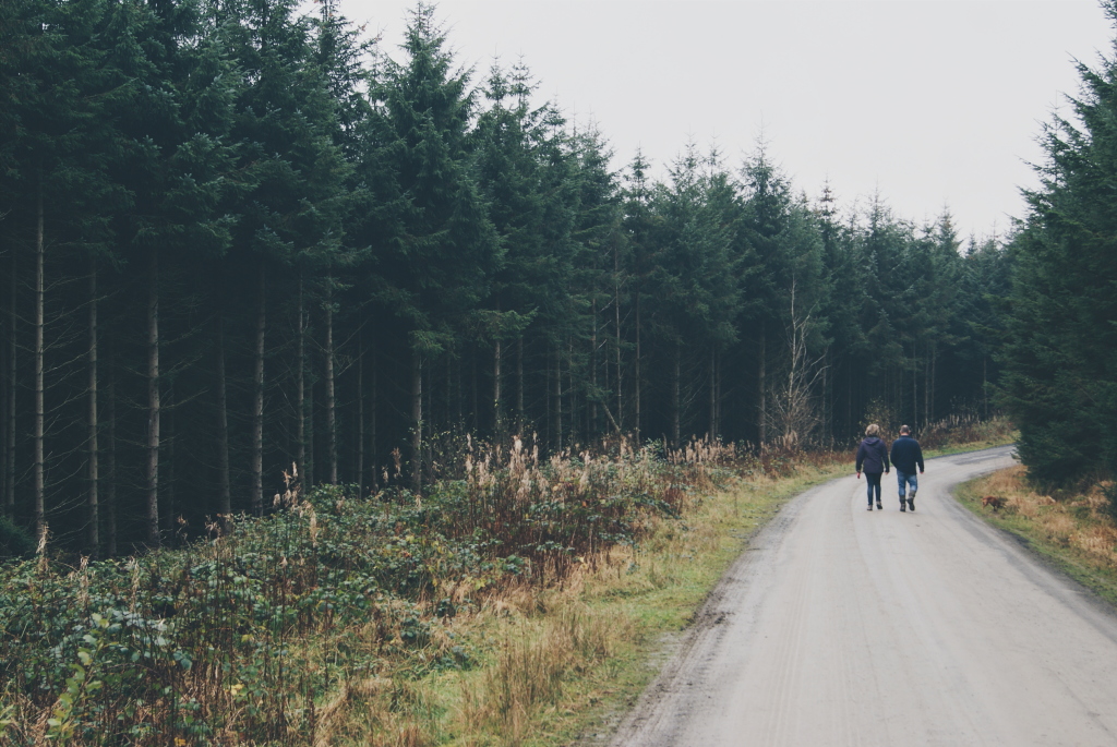 brechfa forest, carmarthenshire, carmarthenshire forest, wales forest