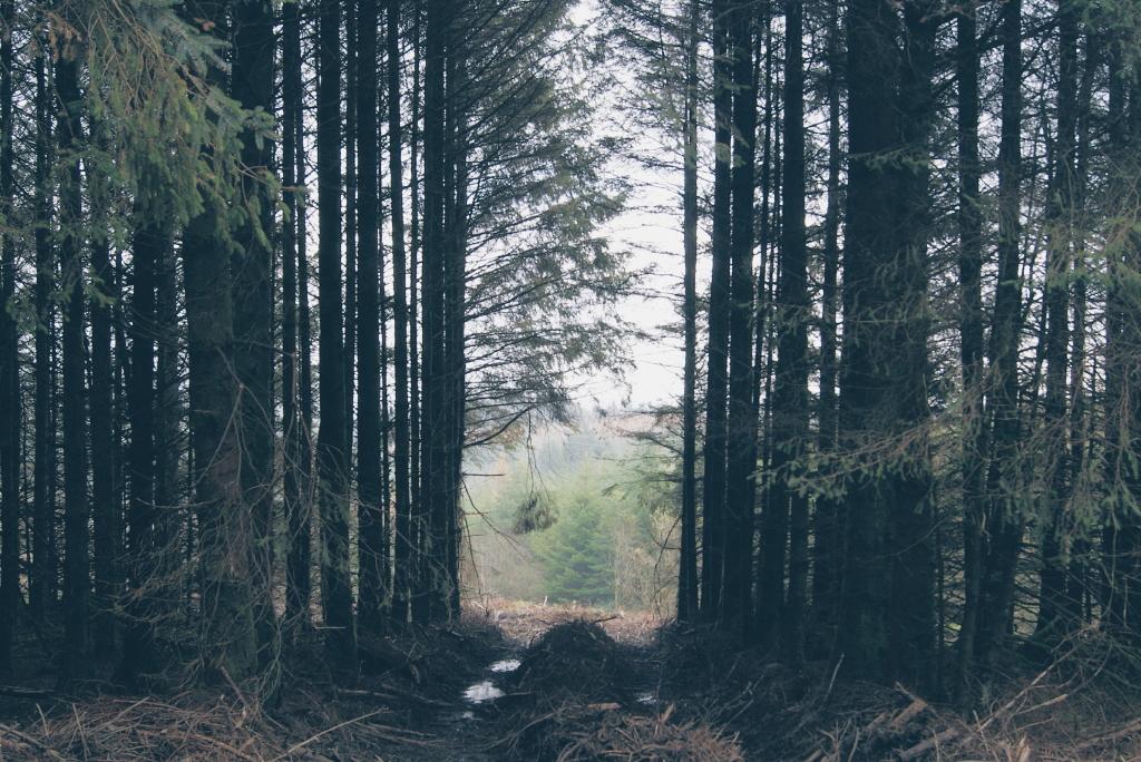 brechfa forest, brechfa wales, carmarthenshire wales