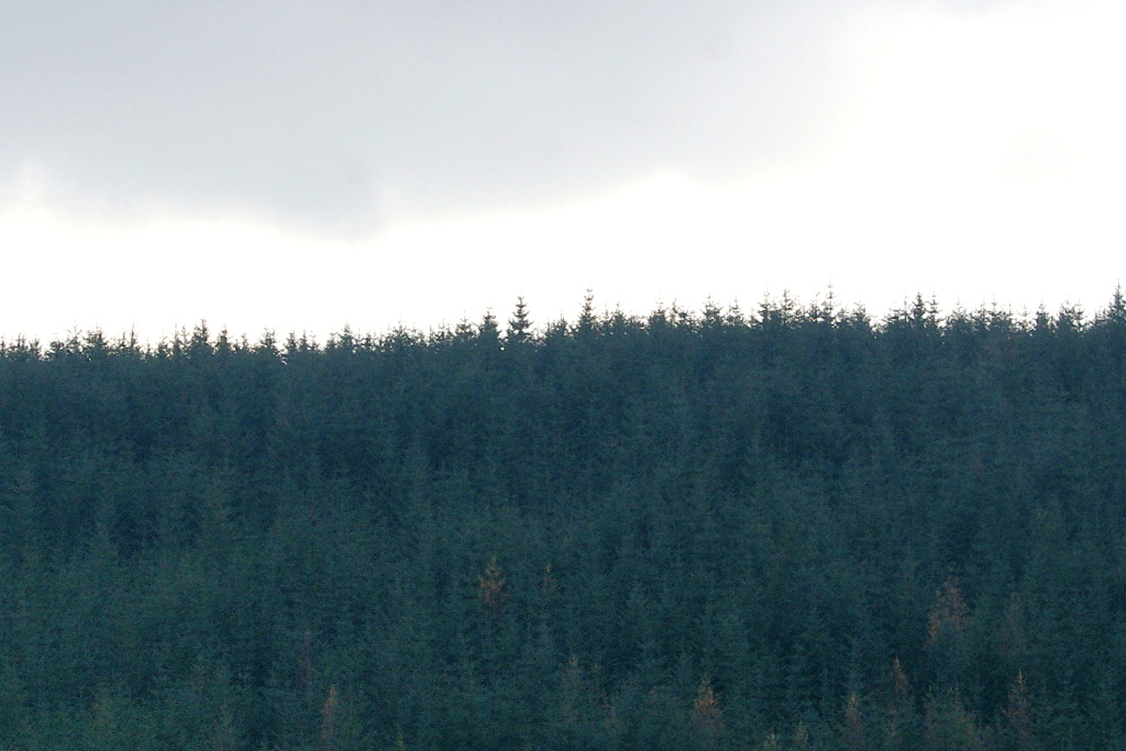 brechfa forest, carmarthenshire, carmarthenshire forest, wales forest