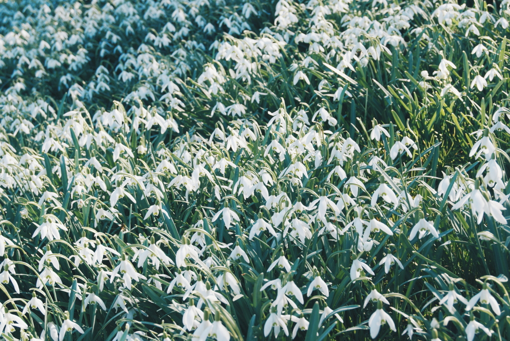 snow drops, english flowers, camping adventure