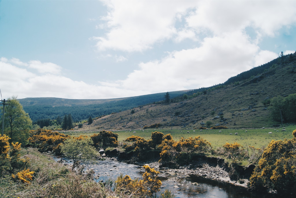 county wicklow photos, ireland photography, gorse ireland