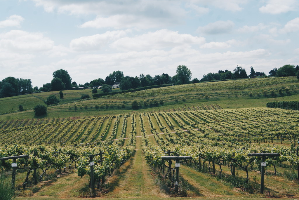 british wine, three choirs vineyard, english vineyard