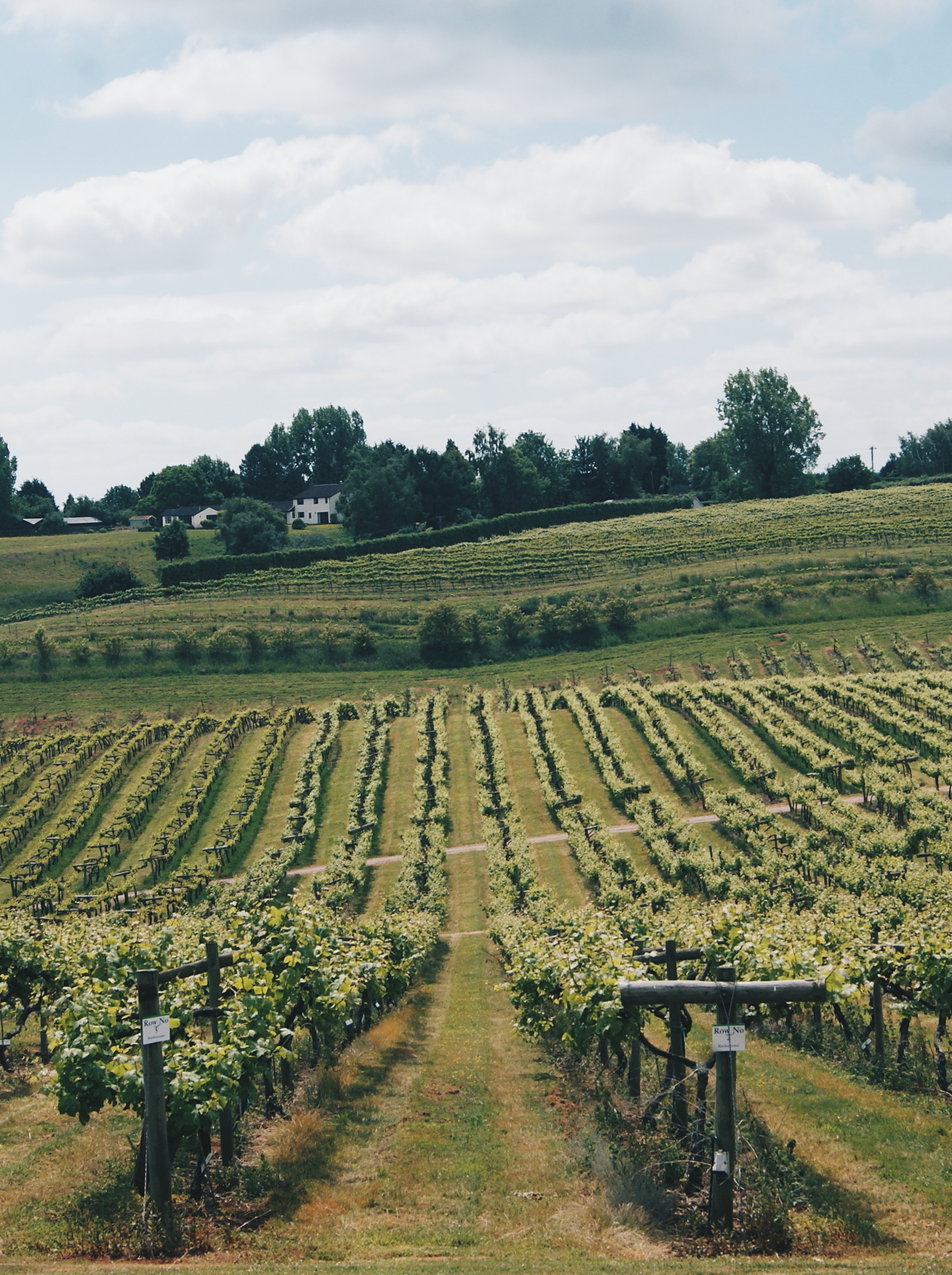 Three choirs store vineyard