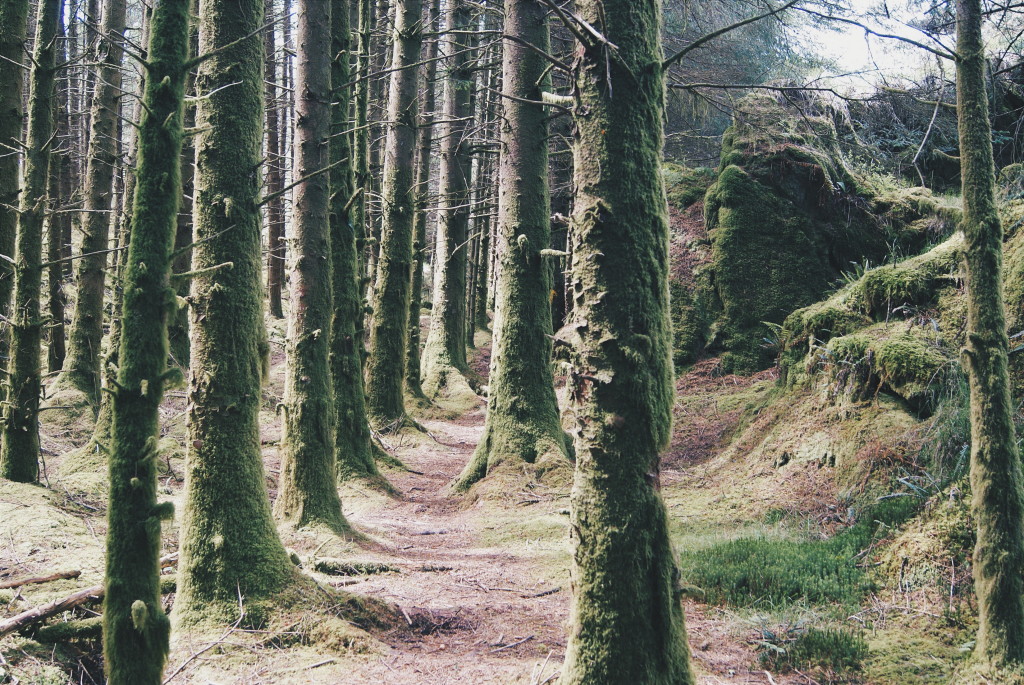 ireland forests, west cork, ireland photos