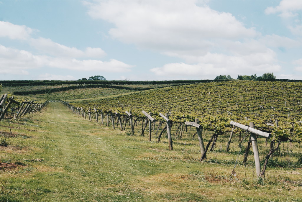 british wine, three choirs vineyard, english vineyard