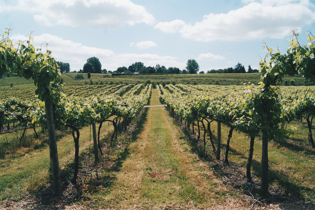 british vineyards, vineyard in the UK, english wine