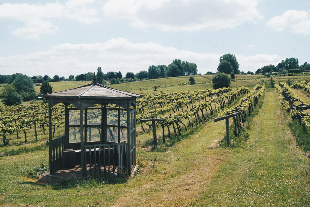 vineyards england, british wines, three choirs gloucestershire