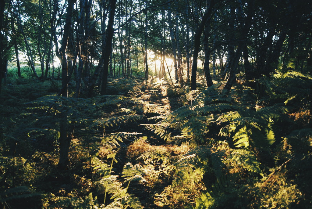 wild camping in suffolk, wild camping uk, forests uk