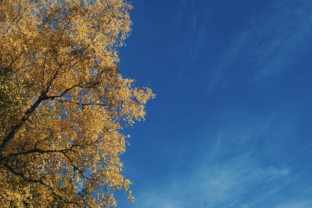 cairngorms national park in autumn, cairngorms scotland