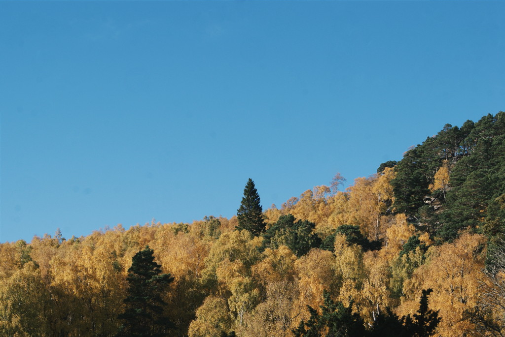 cairngorms national park in autumn, scotland in autumn