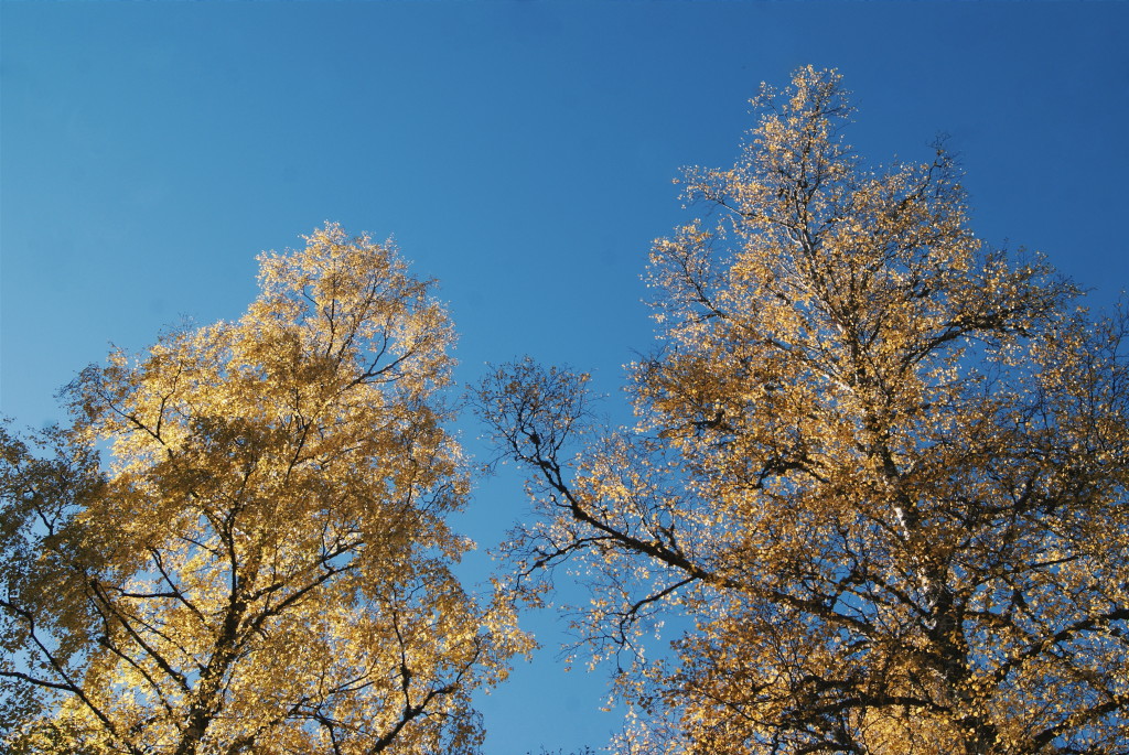 cairngorms national park in autumn, scotland in autumn