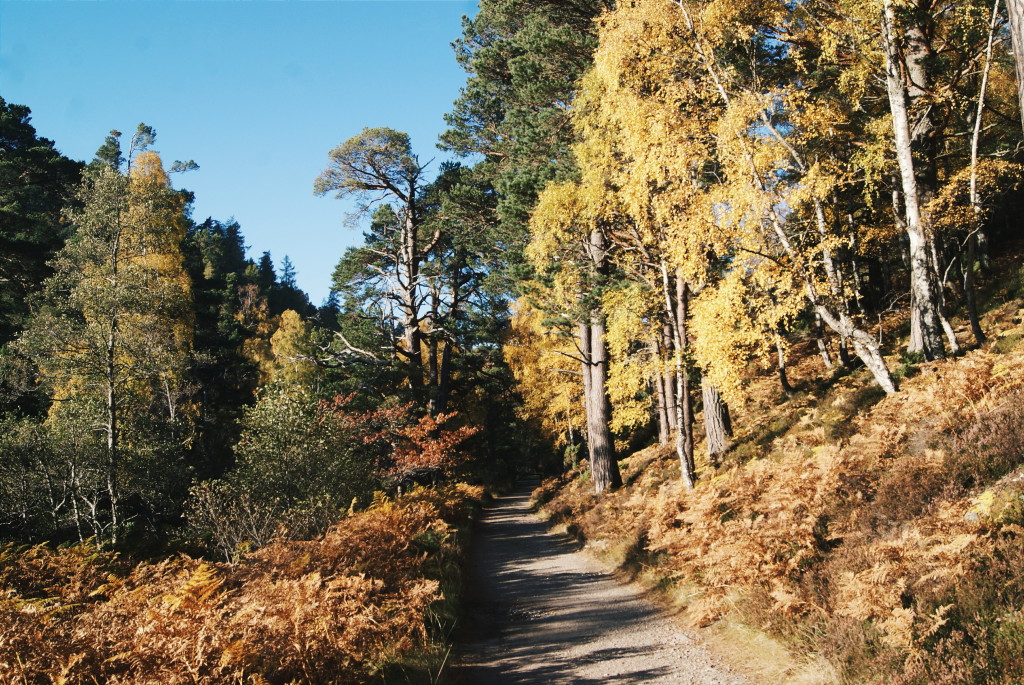 cairngorms national park in autumn, cairngorms photos, scotland autumn