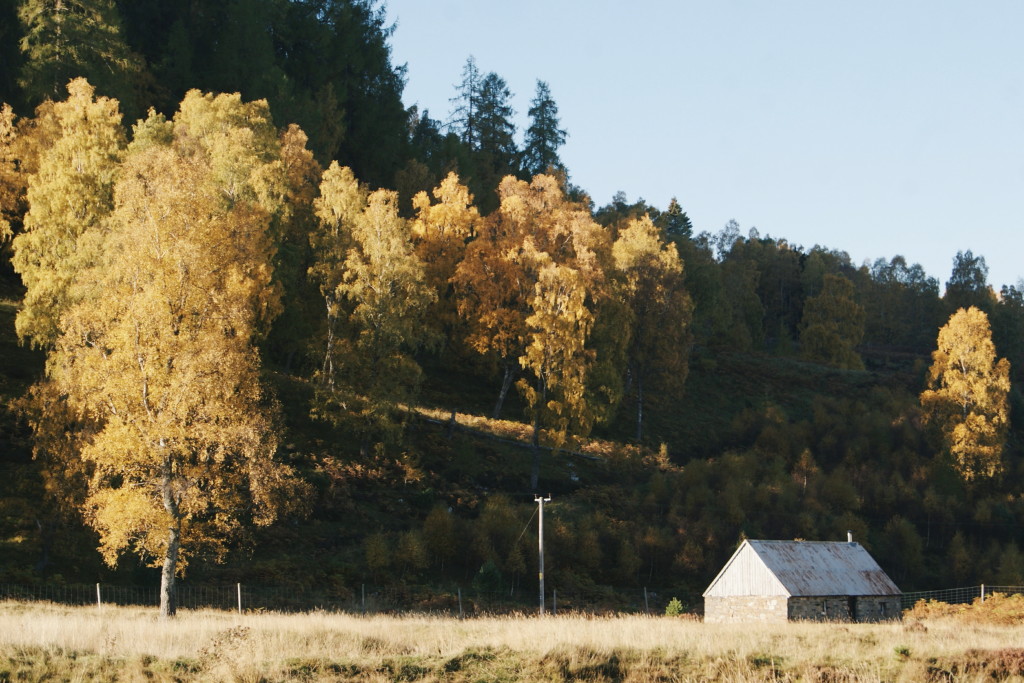 cairngorms national park in autumn, loch an eilein walk