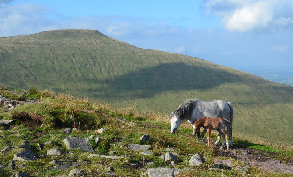 weekend in the brecon beacons, brecon beacon itinerary, brecon beacons horses