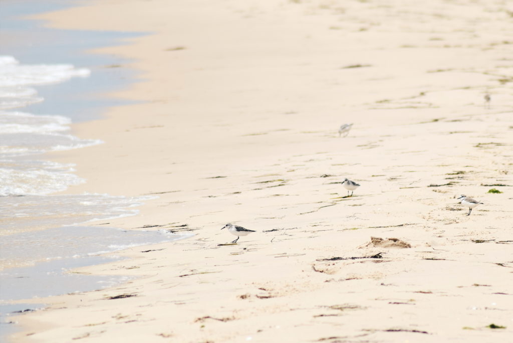 birds in ria formosa, guide to ria formosa natural park