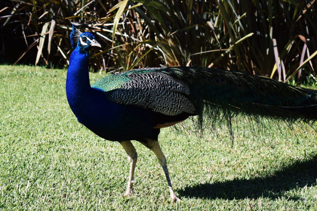 quinta do miguel, sesimbra accommodation