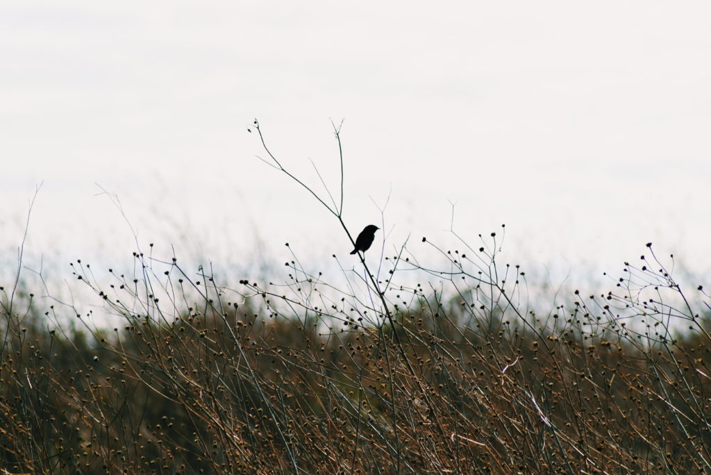 alvor boardwalks, alrgarve birding