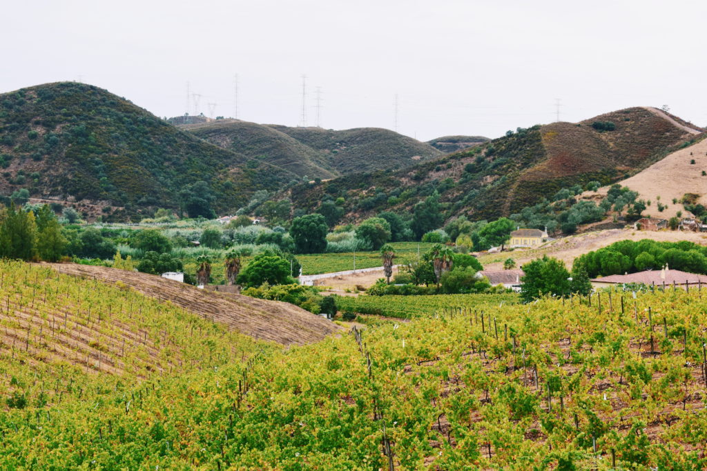 algarve vineyards, quinta do frances, algarve wine