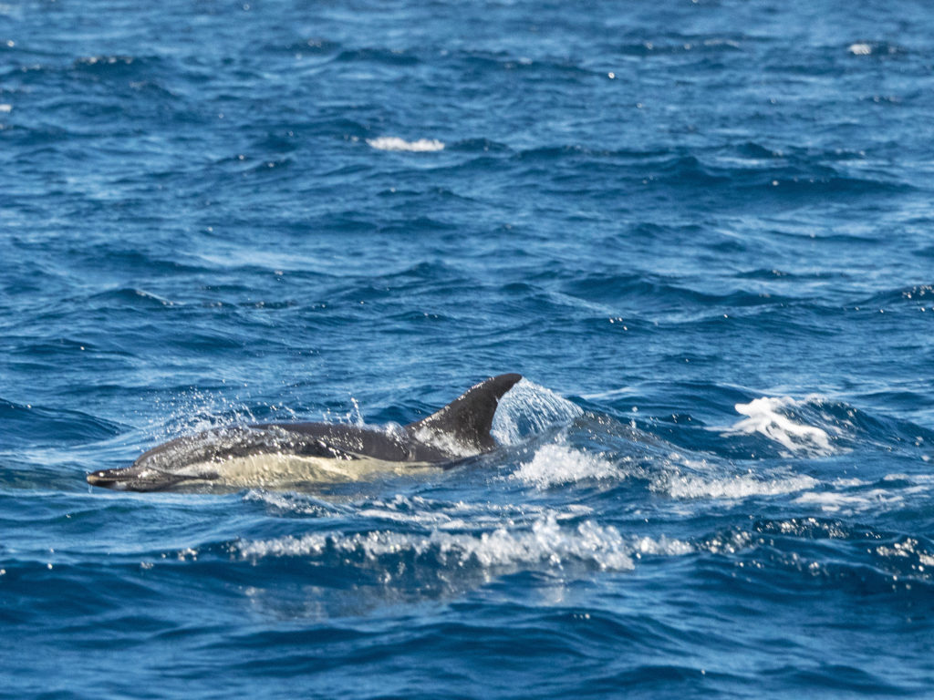 bottlenose dolphin algarve, algarve bucket list